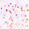 C-Terminal Binding Protein 1 antibody, LS-C355983, Lifespan Biosciences, Immunohistochemistry frozen image 