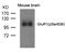 Glutamate Ionotropic Receptor AMPA Type Subunit 1 antibody, 79-521, ProSci, Western Blot image 