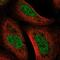 UV Stimulated Scaffold Protein A antibody, NBP2-55432, Novus Biologicals, Immunofluorescence image 