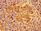 Psoriasis susceptibility 1 candidate gene 1 protein antibody, orb401400, Biorbyt, Immunohistochemistry paraffin image 