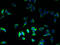 HLA class II histocompatibility antigen, DRB1-12 beta chain antibody, A50716-100, Epigentek, Immunofluorescence image 