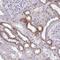 Ribonuclease H1 antibody, NBP2-38501, Novus Biologicals, Immunohistochemistry frozen image 