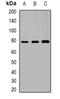 Dachshund Family Transcription Factor 1 antibody, orb341189, Biorbyt, Western Blot image 