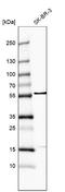 FERM domain-containing protein 8 antibody, NBP2-55142, Novus Biologicals, Western Blot image 