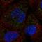 Solute Carrier Family 25 Member 17 antibody, HPA060972, Atlas Antibodies, Immunocytochemistry image 