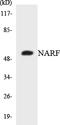 Nuclear Prelamin A Recognition Factor antibody, LS-C200250, Lifespan Biosciences, Western Blot image 