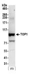 DNA Topoisomerase I antibody, A302-590A, Bethyl Labs, Western Blot image 