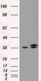 Isocitrate Dehydrogenase (NAD(+)) 3 Alpha antibody, CF500739, Origene, Western Blot image 