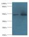 Family With Sequence Similarity 114 Member A2 antibody, MBS1488360, MyBioSource, Western Blot image 