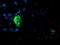 Decaprenyl-diphosphate synthase subunit 2 antibody, TA503977, Origene, Immunofluorescence image 