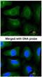 Golgin subfamily A member 3 antibody, NBP1-30963, Novus Biologicals, Immunocytochemistry image 