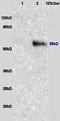 Nuclear Respiratory Factor 1 antibody, orb11166, Biorbyt, Western Blot image 