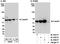 Calcium/Calmodulin Dependent Protein Kinase IV antibody, A300-494A, Bethyl Labs, Immunoprecipitation image 