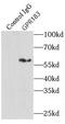 G Protein-Coupled Receptor 183 antibody, FNab03602, FineTest, Immunoprecipitation image 