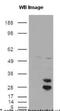 Amyloid Beta Precursor Protein Binding Family B Member 1 antibody, NB110-58360, Novus Biologicals, Western Blot image 