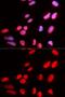 Pre-MRNA Processing Factor 3 antibody, GTX32816, GeneTex, Immunofluorescence image 