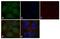 Signal Transducer And Activator Of Transcription 5B antibody, 701109, Invitrogen Antibodies, Immunofluorescence image 