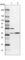 Family With Sequence Similarity 171 Member B antibody, HPA013434, Atlas Antibodies, Western Blot image 