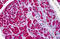 Chymotrypsin antibody, MBS245781, MyBioSource, Immunohistochemistry paraffin image 