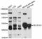 SEC61 Translocon Alpha 1 Subunit antibody, abx126524, Abbexa, Western Blot image 