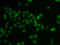 EMB antibody, 22-845, ProSci, Immunofluorescence image 