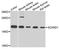 SCAN Domain Containing 1 antibody, A8310, ABclonal Technology, Western Blot image 