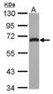 Rho guanine nucleotide exchange factor 25 antibody, LS-C155646, Lifespan Biosciences, Western Blot image 