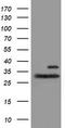 Proteasome Subunit Beta 7 antibody, TA504436, Origene, Western Blot image 