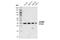 Heterogeneous nuclear ribonucleoproteins C1/C2 antibody, 91327S, Cell Signaling Technology, Western Blot image 
