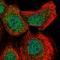 Glutaredoxin 2 antibody, HPA057224, Atlas Antibodies, Immunofluorescence image 