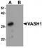 Vasohibin 1 antibody, TA319837, Origene, Western Blot image 
