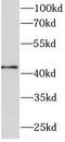 TAR DNA Binding Protein antibody, FNab08576, FineTest, Western Blot image 