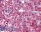 Optineurin antibody, LS-B2096, Lifespan Biosciences, Immunohistochemistry frozen image 