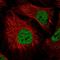 Zinc Finger Protein 197 antibody, HPA054567, Atlas Antibodies, Immunocytochemistry image 