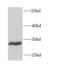 Fibroblast Growth Factor 13 antibody, FNab03090, FineTest, Western Blot image 