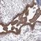 Cytoplasmic polyadenylation element-binding protein 4 antibody, HPA038394, Atlas Antibodies, Immunohistochemistry frozen image 