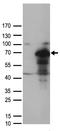 MUS81 Structure-Specific Endonuclease Subunit antibody, TA890060, Origene, Western Blot image 