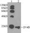 RAP1A, Member Of RAS Oncogene Family antibody, LS-C203009, Lifespan Biosciences, Western Blot image 