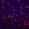 Nitric oxide synthase, brain antibody, AF2416, R&D Systems, Immunohistochemistry frozen image 