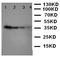 NTAL antibody, orb99201, Biorbyt, Western Blot image 