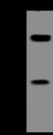 Solute Carrier Family 43 Member 2 antibody, 204892-T32, Sino Biological, Western Blot image 