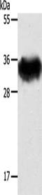 Syntaxin 1A antibody, CSB-PA922926, Cusabio, Western Blot image 