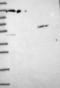 RIC8 Guanine Nucleotide Exchange Factor B antibody, NBP2-13232, Novus Biologicals, Western Blot image 