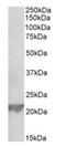 Glutathione Peroxidase 1 antibody, AP32027PU-N, Origene, Western Blot image 