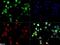 Solute Carrier Family 1 Member 3 antibody, NB100-1869, Novus Biologicals, Immunofluorescence image 