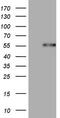 Dual specificity protein phosphatase 10 antibody, M05412, Boster Biological Technology, Western Blot image 