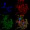 Gamma-aminobutyric acid type B receptor subunit 1 antibody, SMC-403D-BI, StressMarq, Immunofluorescence image 