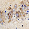 Potassium Voltage-Gated Channel Subfamily J Member 3 antibody, LS-C368387, Lifespan Biosciences, Immunohistochemistry frozen image 