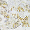p220 antibody, 23-023, ProSci, Immunohistochemistry frozen image 