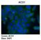 Aconitase 1 antibody, orb330127, Biorbyt, Immunohistochemistry paraffin image 
